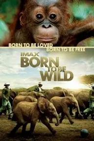 Movie poster of Born to Be Wild